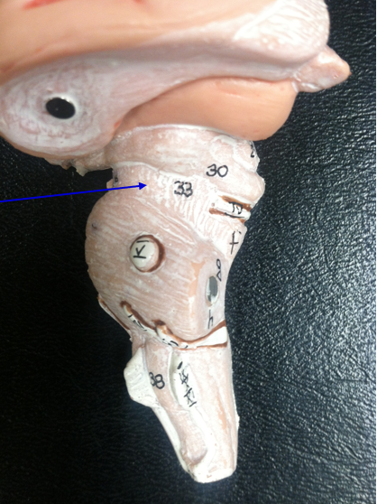 knowt flashcard image