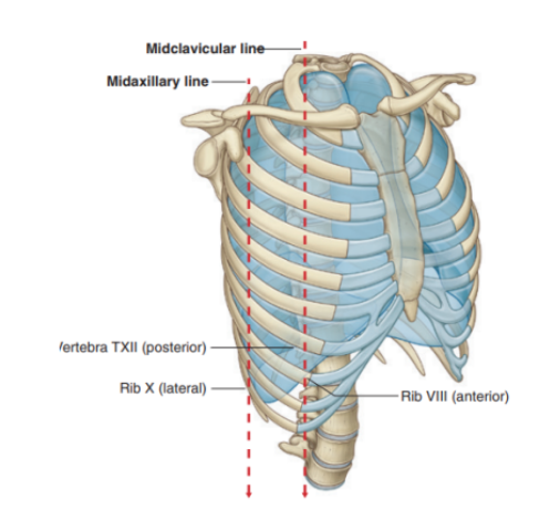 <ul><li><p>Lines of pleural reflection —</p><ul><li><p>Outline where parietal pleura abruptly change direction </p><ul><li><p>As it passes from one wall of the pleural cavity to another</p></li></ul></li></ul></li><li><p>Superiorly —</p><ul><li><p>Pleural cavity can project above the first costal cartilage but not above the neck of rib I </p><ul><li><p>Due to inferior slope of rib I to its articulation with the manubrium</p></li></ul></li></ul></li><li><p>Anteriorly —</p><ul><li><p>Pleural cavities approach each other posteriorly to the upper part of the sternum</p></li><li><p>Parietal pleura (posterior to lower sternum) doesn’t come to midline on the left the same way it does on the right</p><ul><li><p>Due to presence of the middle mediastinum and its structures causing a bulging to the left</p></li></ul></li></ul></li><li><p>Inferiorly —</p><ul><li><p>Costal pleura reflects onto the diaphragm above the costal margin</p></li></ul></li><li><p>Also some vertical lines indicating extension of pleural cavity</p></li></ul>