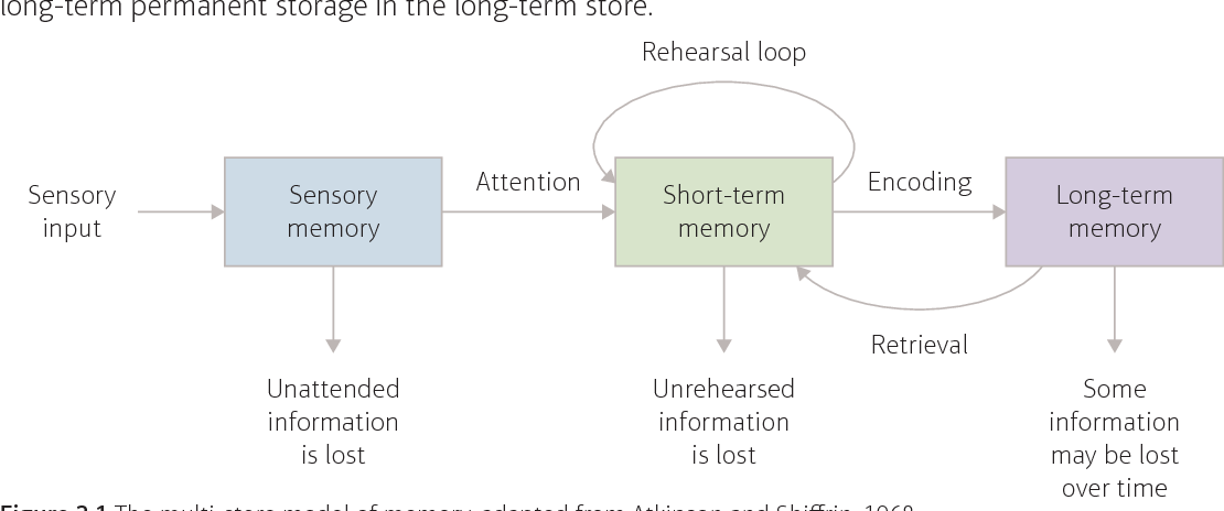 <p>Atkinson and Shiffrin theorised information flows through 3 storage systems (the 3 working components of memory) which are sensory register, short-term memory, and long term memory. they are connected to each other through attention, rehersal, and retrieval processes</p>