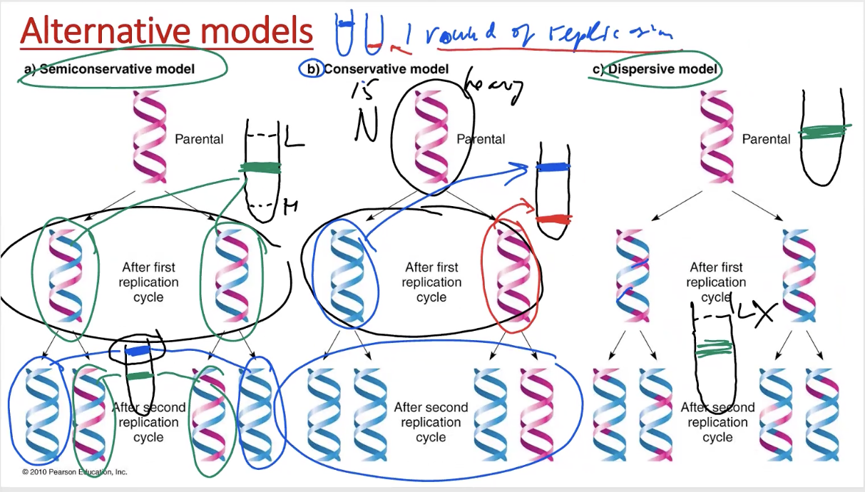 <ol><li><p>parent DNA labelled w/ N<sup>15 </sup>(heavy)</p></li><li><p>first replication in medium N<sup>14 </sup>(light)</p></li><li><p>2nd replication in N<sup>14</sup></p></li></ol><ul><li><p><strong><mark data-color="yellow" style="background-color: yellow; color: inherit">density-gradient centrifugation</mark></strong></p></li></ul><p></p>