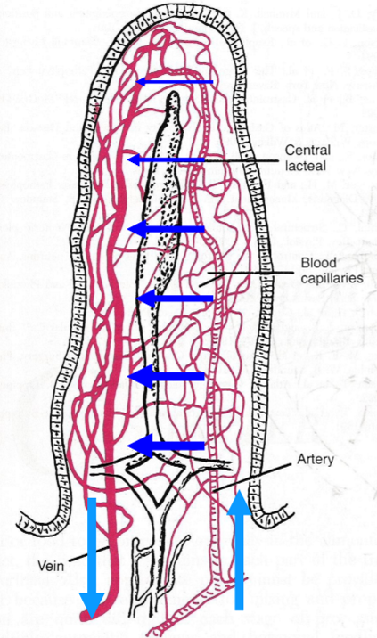 <p>No - Blood flow decreases as you go up the villous to save oxygenated blood for parts of the GI tract that need it more (e.g. Liver)</p>