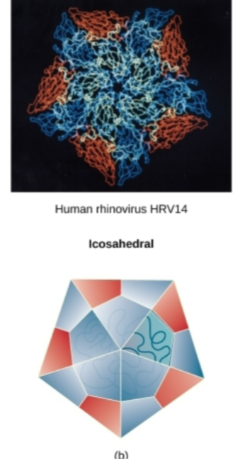 <p>Type of Capsid shape this Virus exhibits? </p>