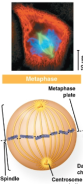 <p>Metaphase</p>