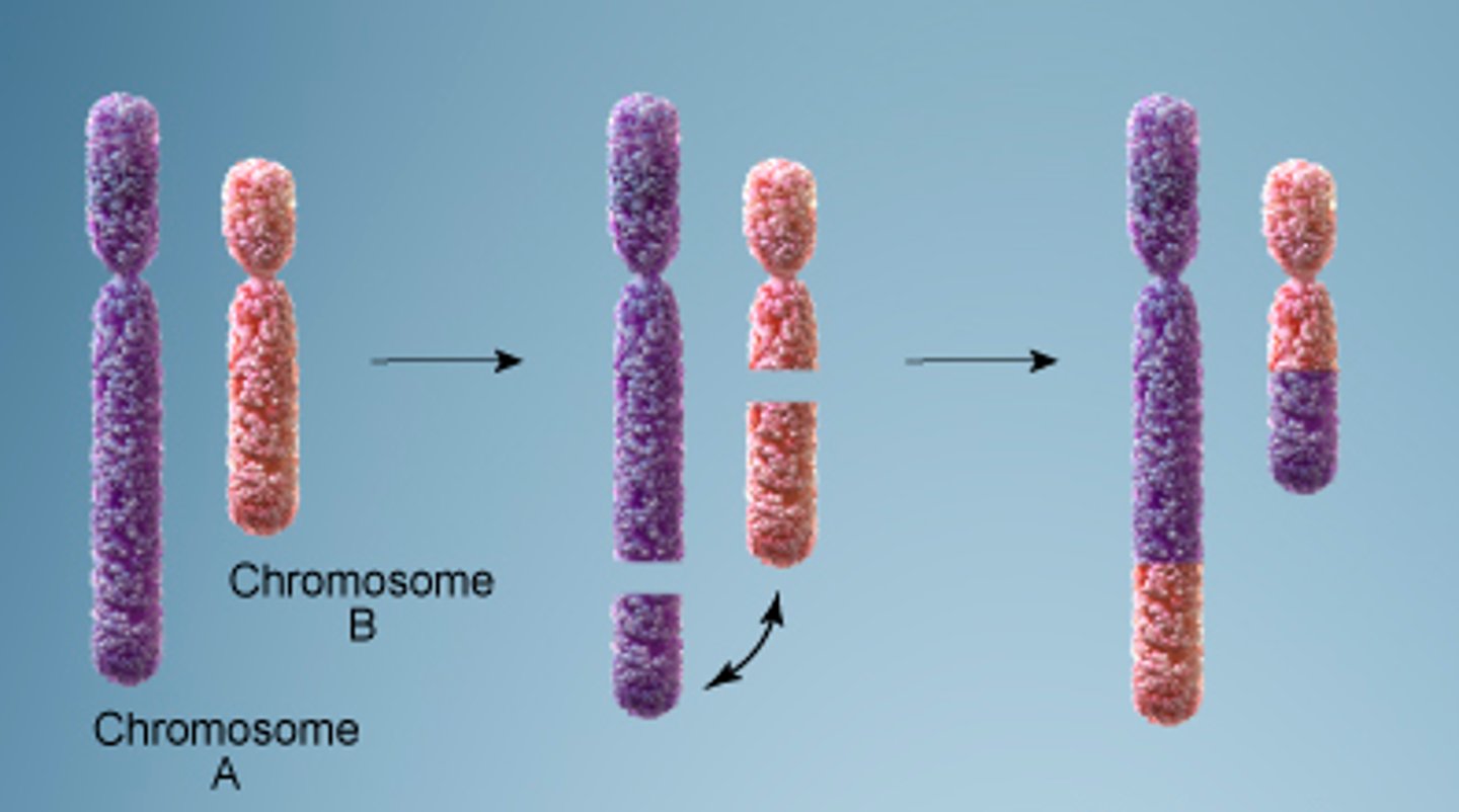 <p>a mutation that occurs when part of one chromosome breaks off and attaches to a different chromosome</p>