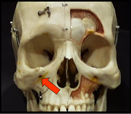 <p><span>A hole, or opening in bone inferior to the border of the orbit.</span></p>