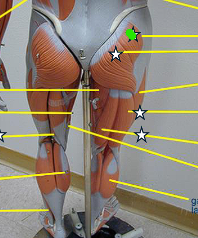 <p>Abducts and medially rotates the thigh </p><p></p><ul><li><p>located ABOVE and DEEP to the gluteus maximus </p></li></ul><p></p>