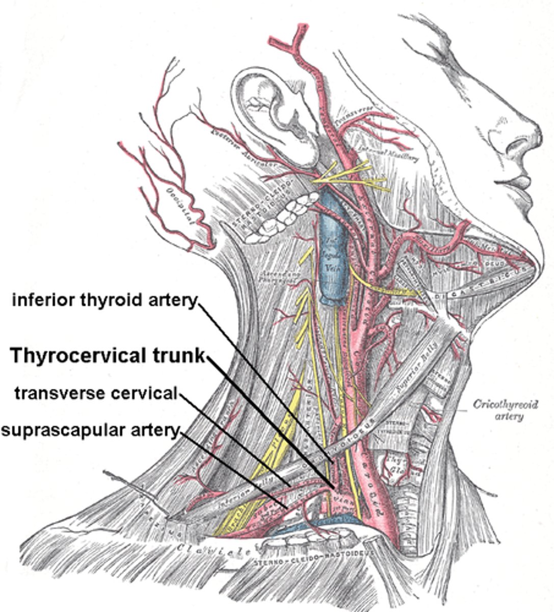 <p>The pharyngeal branches of the inferior thyroid artery supply the lower parts of the pharynx.</p>