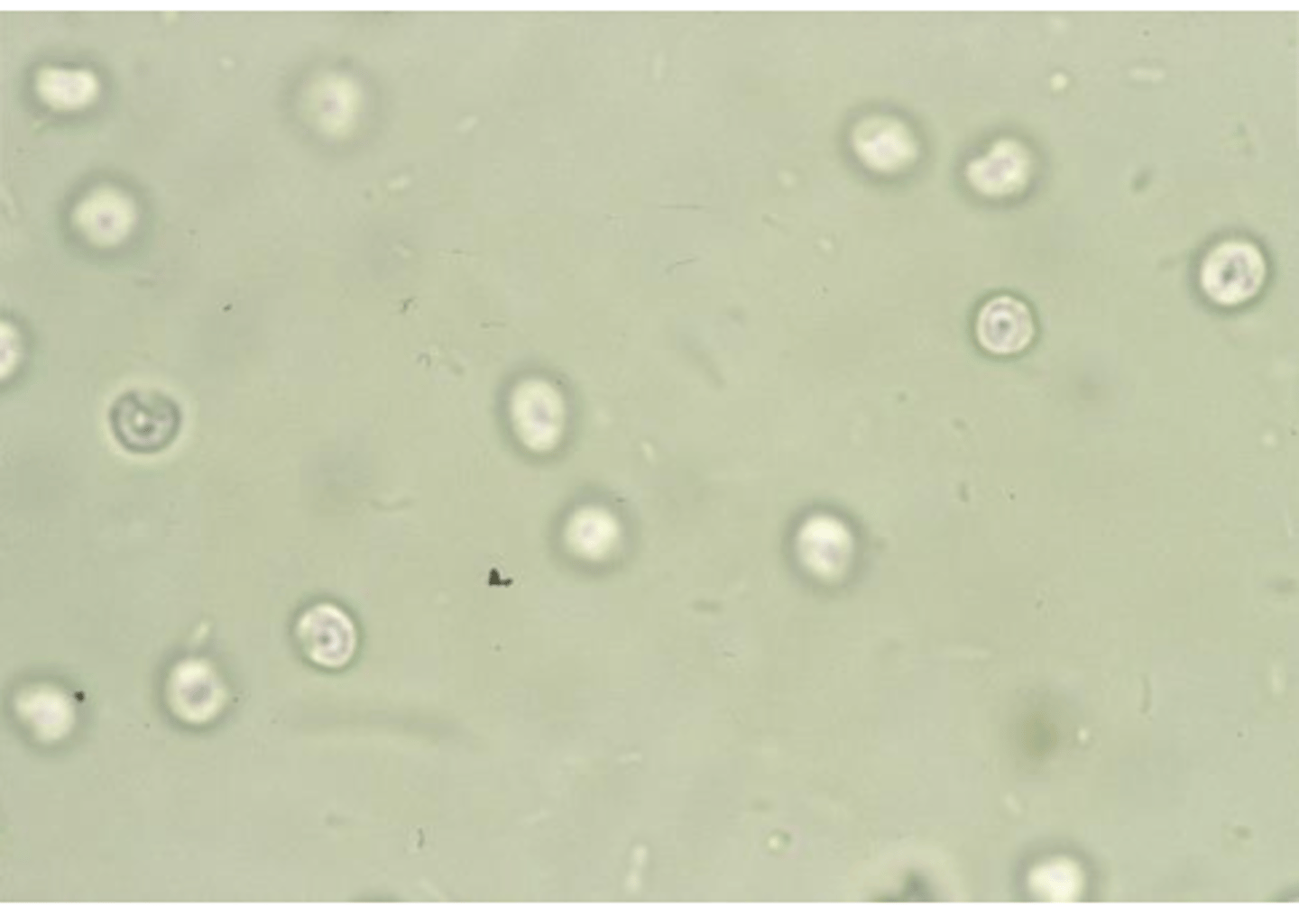 <p>normalmente no, es poco fiable</p>