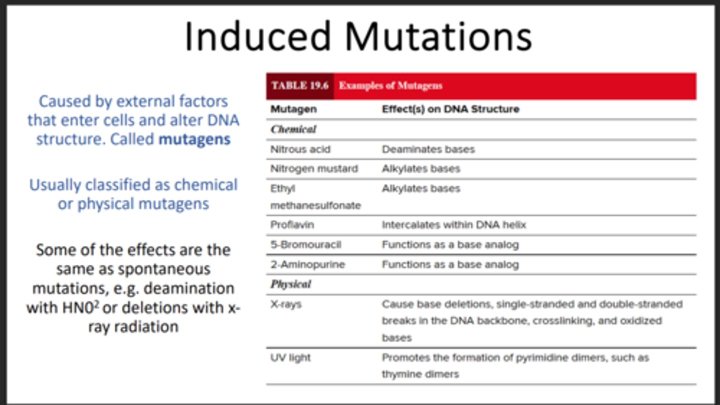 <p>External agents causing induced mutations</p>