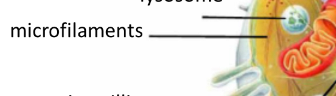 <p>Microfilaments </p>