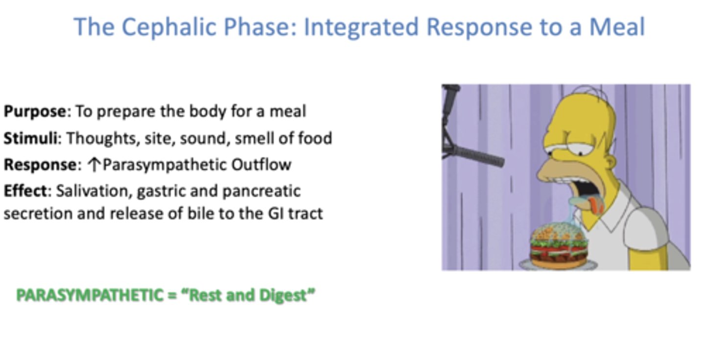 <p>Salivation, gastric and pancreatic secretion and release of bile to the GI tract</p>