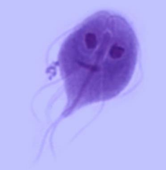 <p>what is this ?</p><p>phylum ?</p><p>organ of locomotion ?</p><p>parasitic value ?</p><p>two special characters ?</p>
