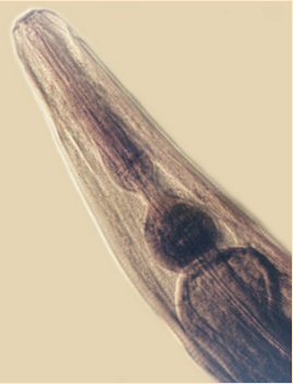 <p>Name the structure </p>