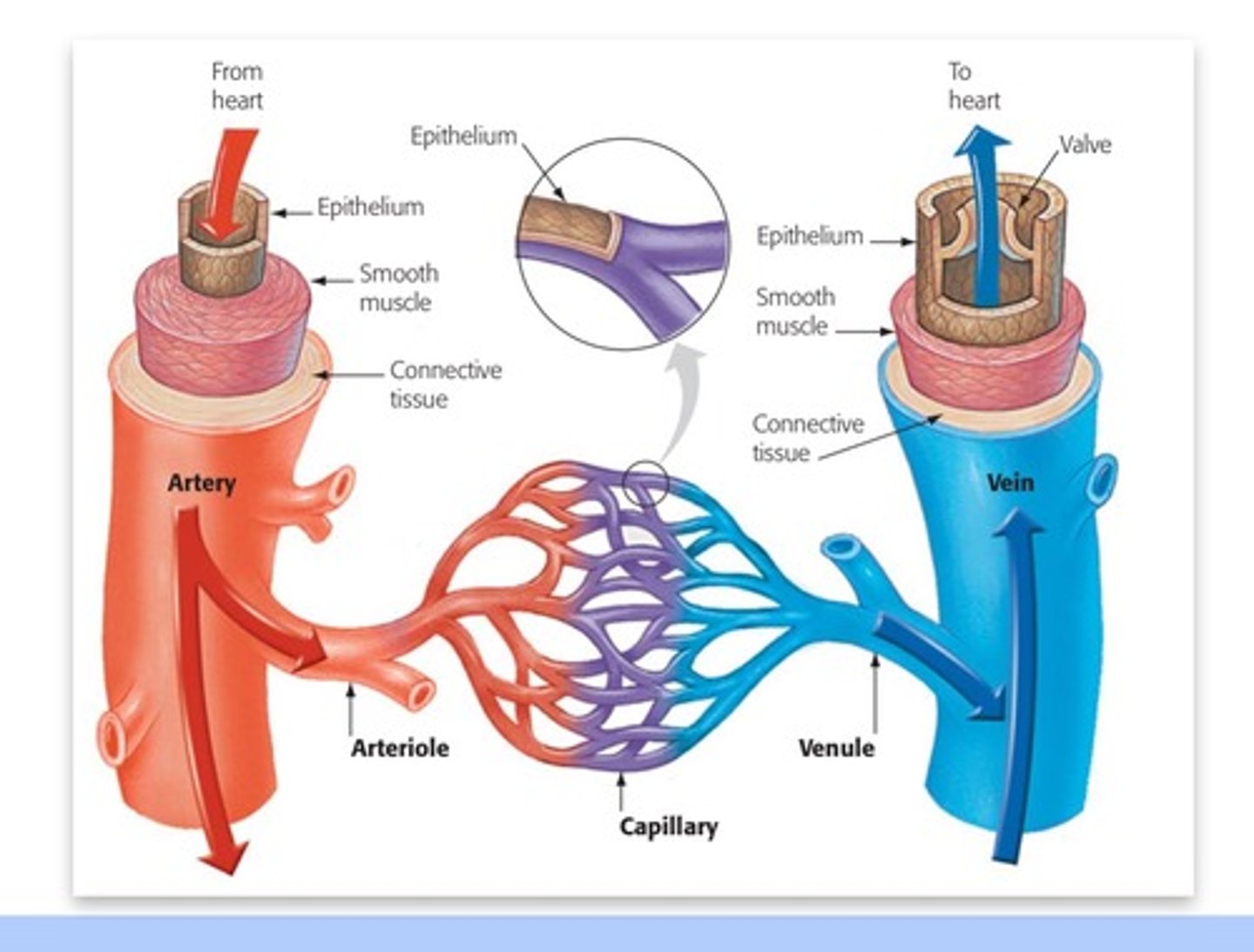 <p>return blood to the heart that have one-way valves to ensure unidirectional flow</p>