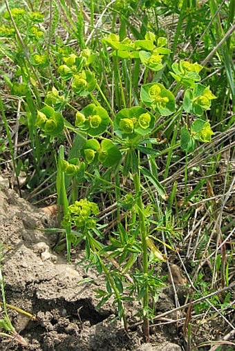 <p>Euphorbia esula - <strong>Euphorbiaceae</strong></p>