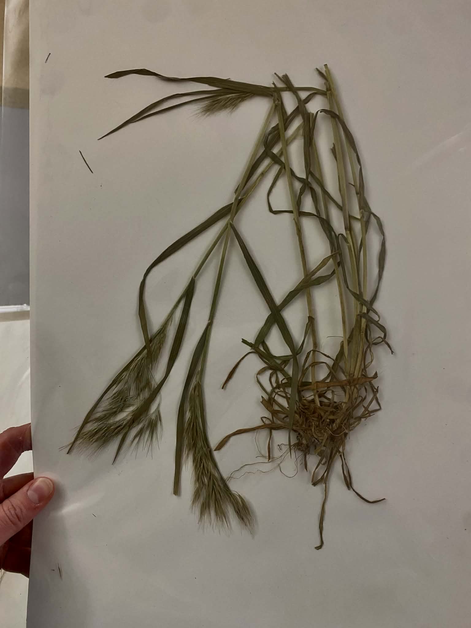 <p>Bromeae, A, I, Bromus tectorum, downy brome</p>