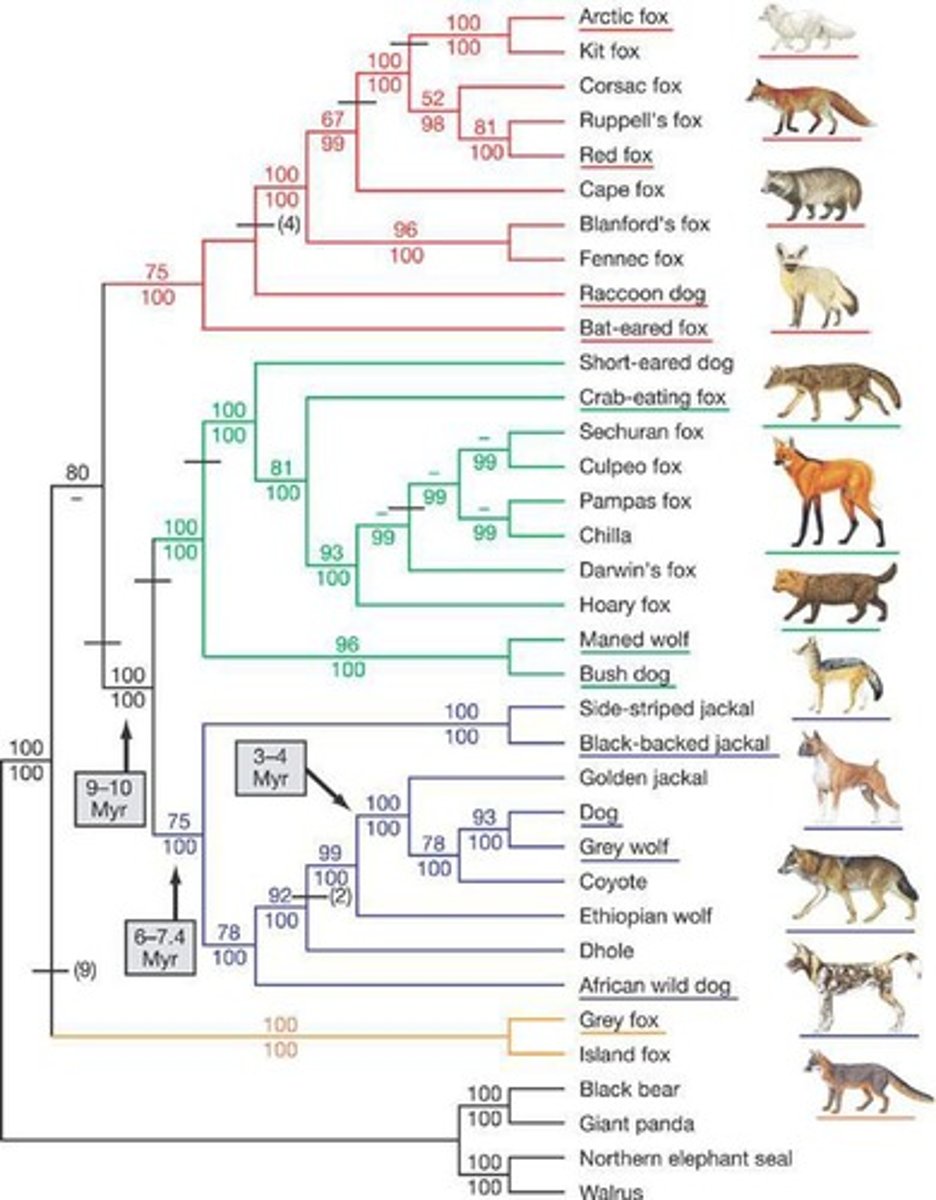 <p>Simplistic representation of evolutionary relationships.</p>