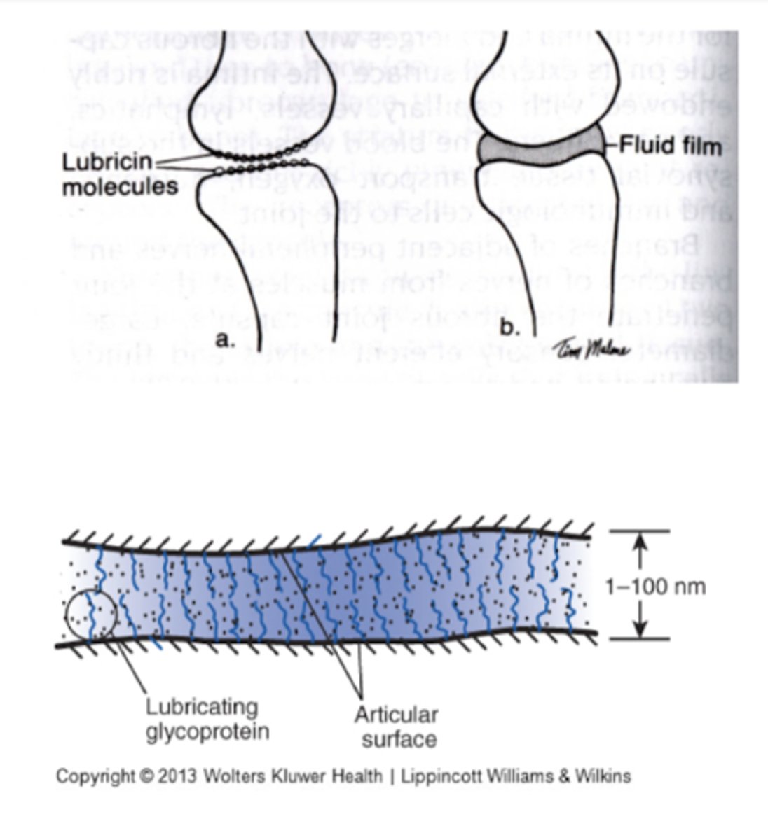 <p>Glycoprotein responsible for boundary lubrication</p>