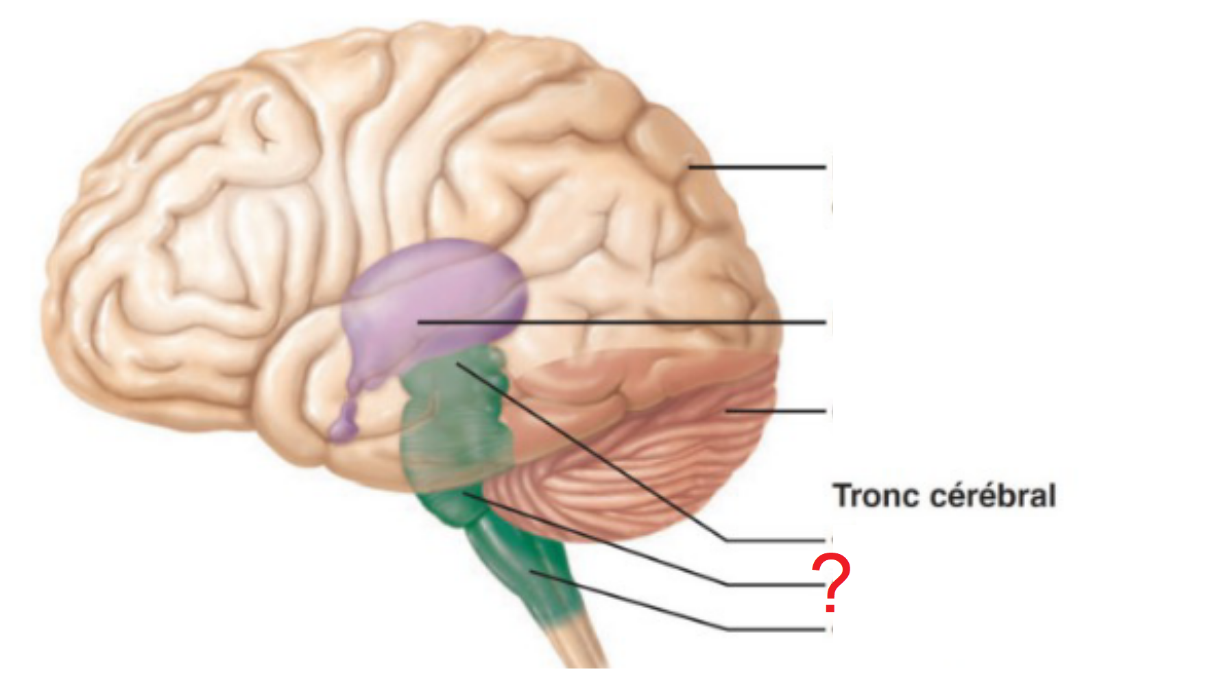 <p>joue un rôle important dans la motricité notamment par sa position de relais entre le cerveau et le cervelet mais contribue aussi à la sensibilité du visage et aux fonctions autonomes.</p>