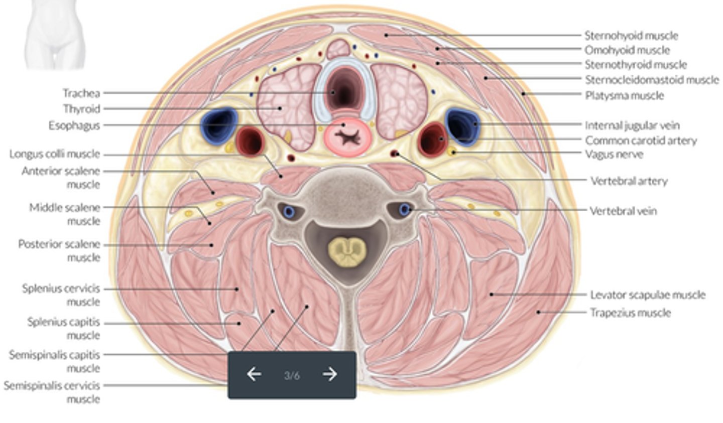 <p>-Medial and anterior to the corresponding CCA and IJV</p><p>-Posterior and medial to the SCM and strap muscles</p><p>-Anterior to the longus colli muscle</p><p>-Anterolateral to the trachea and esophagus</p><p>-Inferior to the thyroid cartilage of the larynx</p>