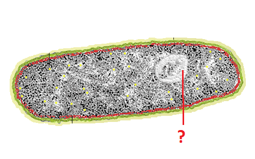 a non-membrane-enclosed region of the cell where prokaryotic DNA is found