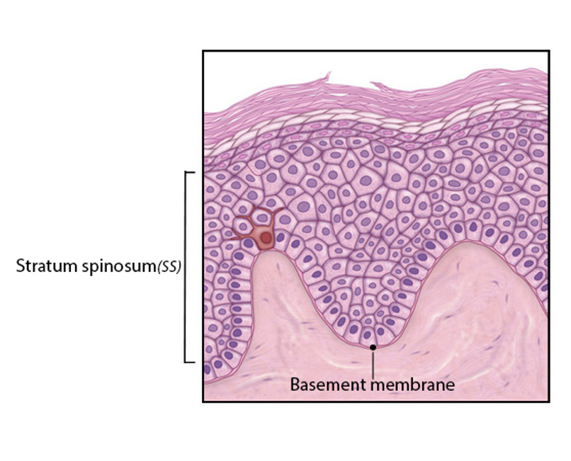 <p>-overlies the stratum basale</p><p>-several layers thick</p><p>-keratinocytes from basale differentiate into non-dividing, specialized keratinocytes</p><p>-attached to neighbors by desmosomes results in spiny appearance</p>