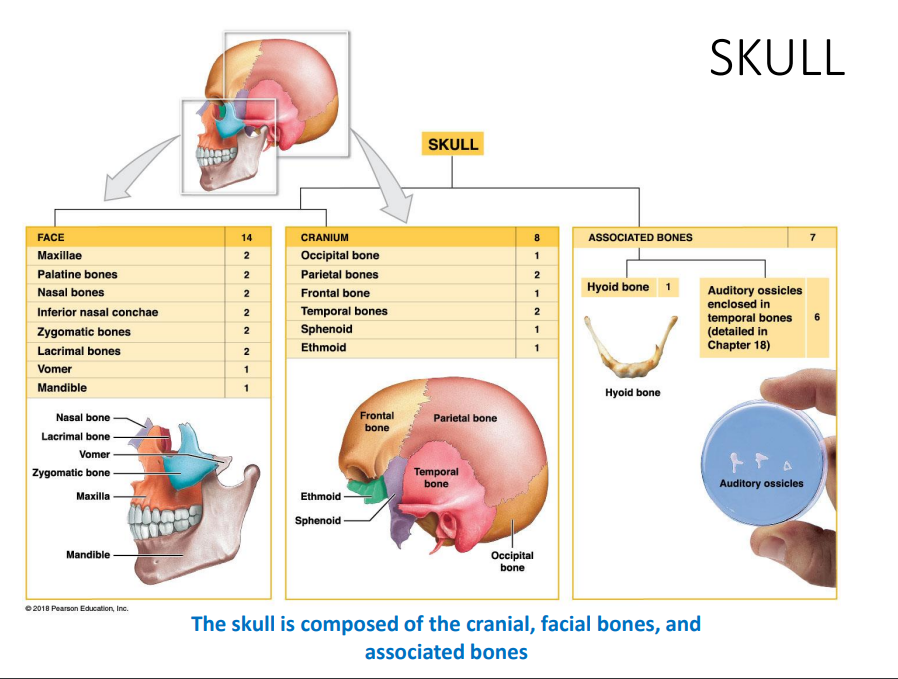 <ul><li><p>cranial, </p></li><li><p>facial bones</p></li><li><p>associated bones</p></li></ul>