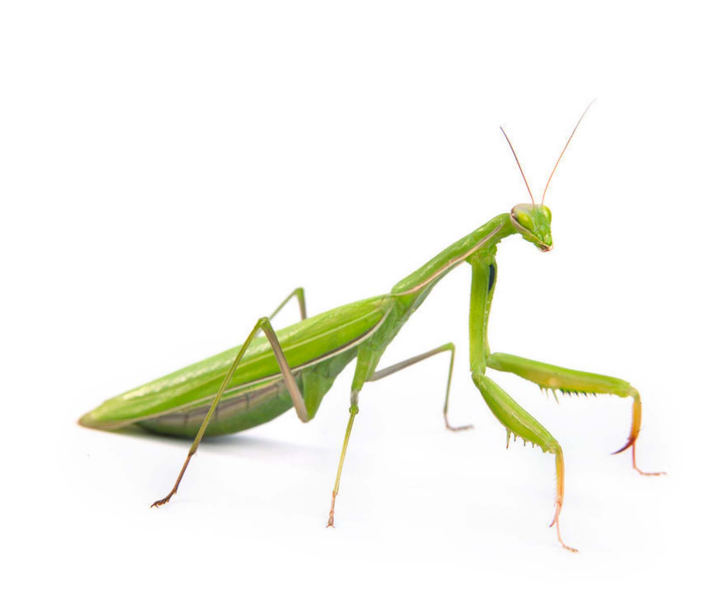 <ul><li><p>elongated prothorax</p></li><li><p>raptorial forelegs</p></li><li><p>lays ootheca</p></li><li><p>triangular head, well-developed eyes, and chewing mouthparts</p></li><li><p>hypognathous mouthparts</p></li><li><p>tegmina forewing, membranous hindwing</p></li><li><p>ambush predators, cryptic</p></li></ul>