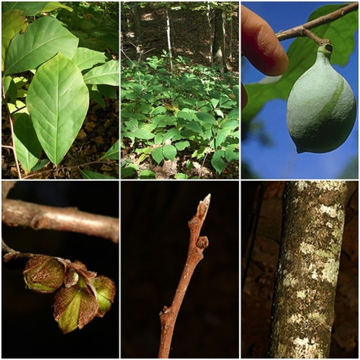 <p>Anonnaceae Asiminia triloba</p>