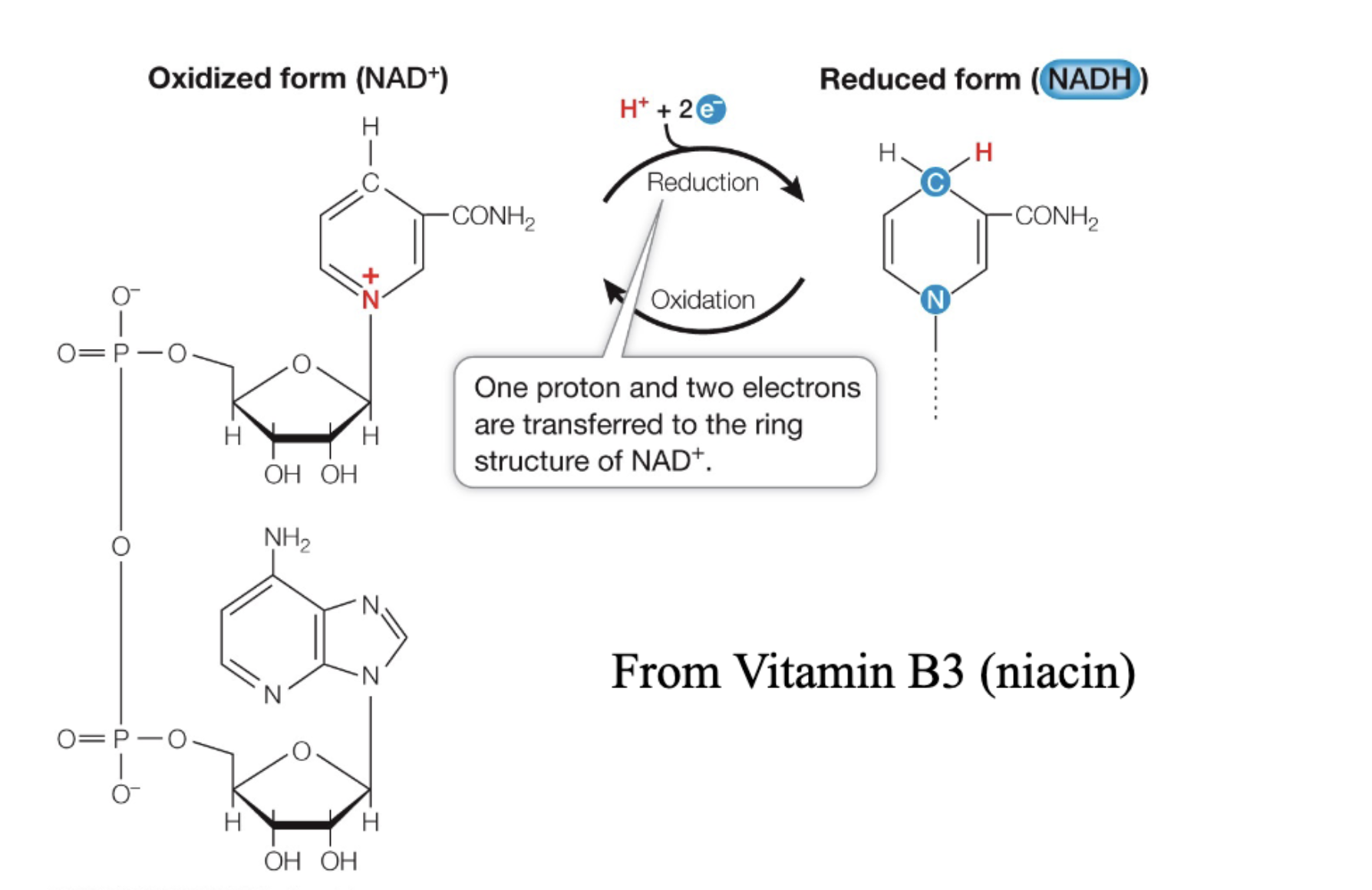 <p><strong>NAD<sup>+</sup> is oxidized form</strong></p><ul><li><p>overall charge on nitrogen is positive</p></li><li><p>nicotinamide ring</p></li></ul><p>H<sup>+</sup> and 2e<sup>-</sup> are transferred </p><p><strong>WhNADH is reduced form</strong></p><ul><li><p>loses overall positive charge </p><ul><li><p>because 1e<sup>-</sup> neutralizes positive charge of nitrogen</p></li></ul></li></ul><p></p>