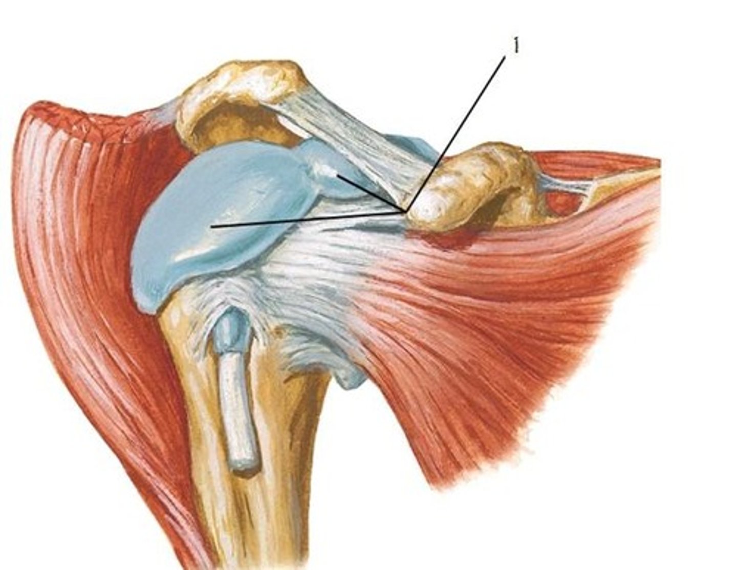 <p>two interconnected bursae that share same reservoir of fluid that flows wherever inflammation is greatest - subacromial wedged in between acromion process and supraspinatus m., subdeltoid underneath deltoid m.</p>