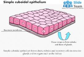 <p><span>Cube-Shaped Cell</span></p>