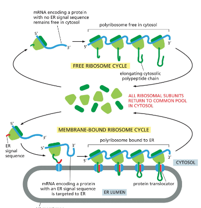 <p>Groups of&nbsp;many ribosomes that bind to each mRNA molecule in the cytosol to synthesize a protein</p>