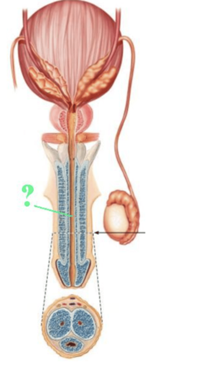 <p>spongy urethra</p>