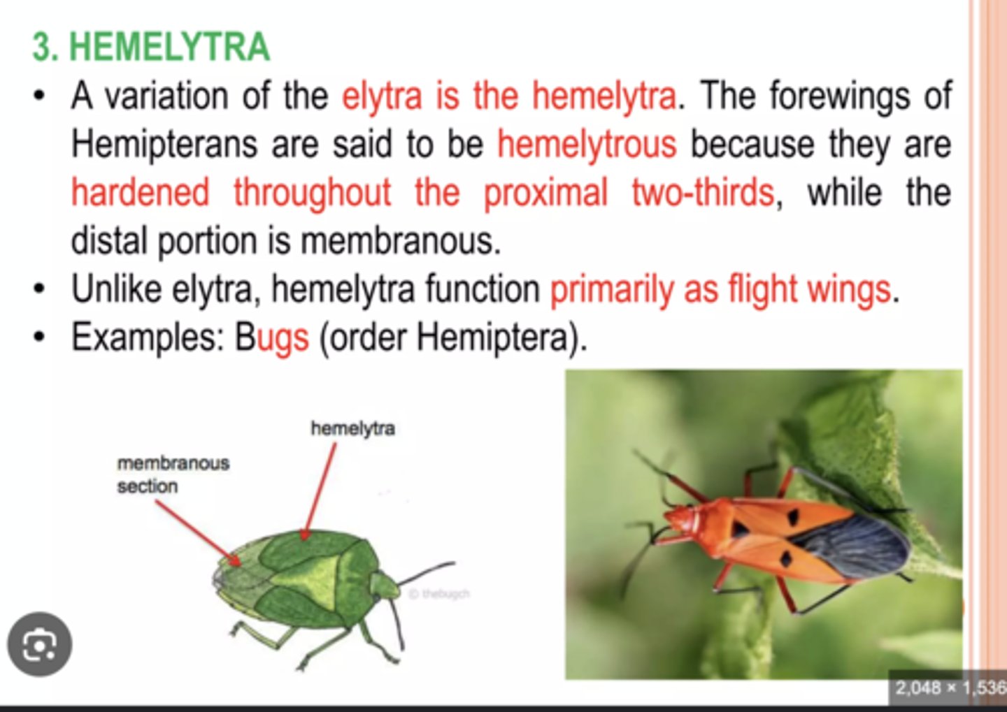 <p>Forewings partly hardened at the base and membranous at the tip (true bugs).</p>