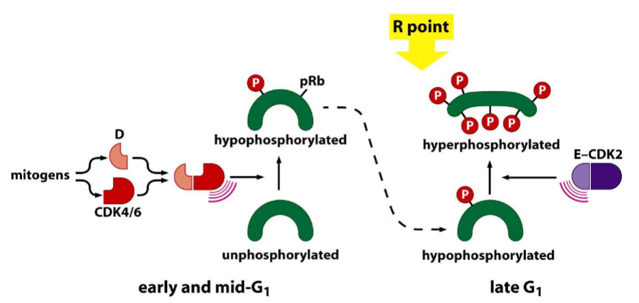 <p><span>Control of the restriction-point transition by mitogens:</span></p>