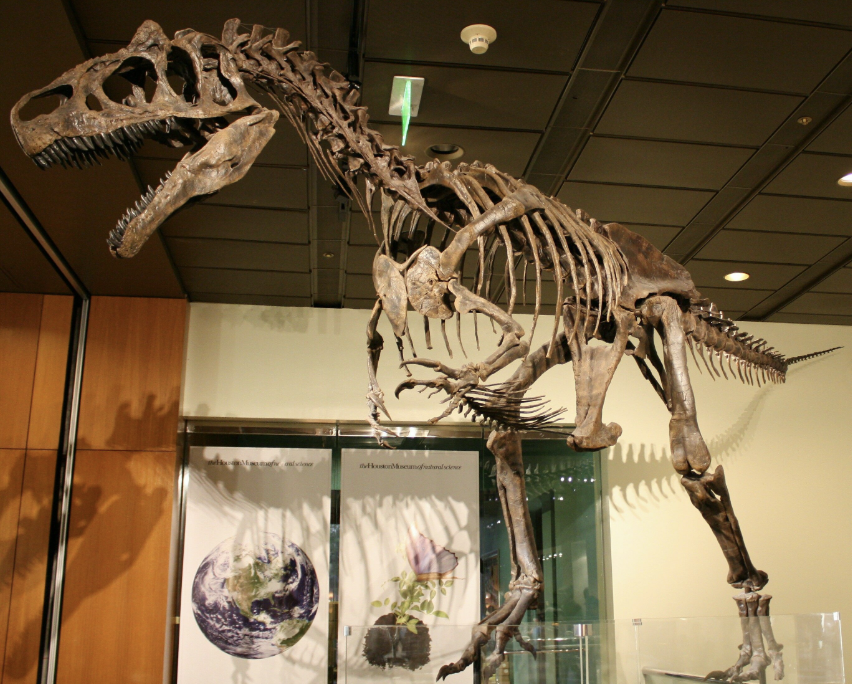 <p>Genus</p>