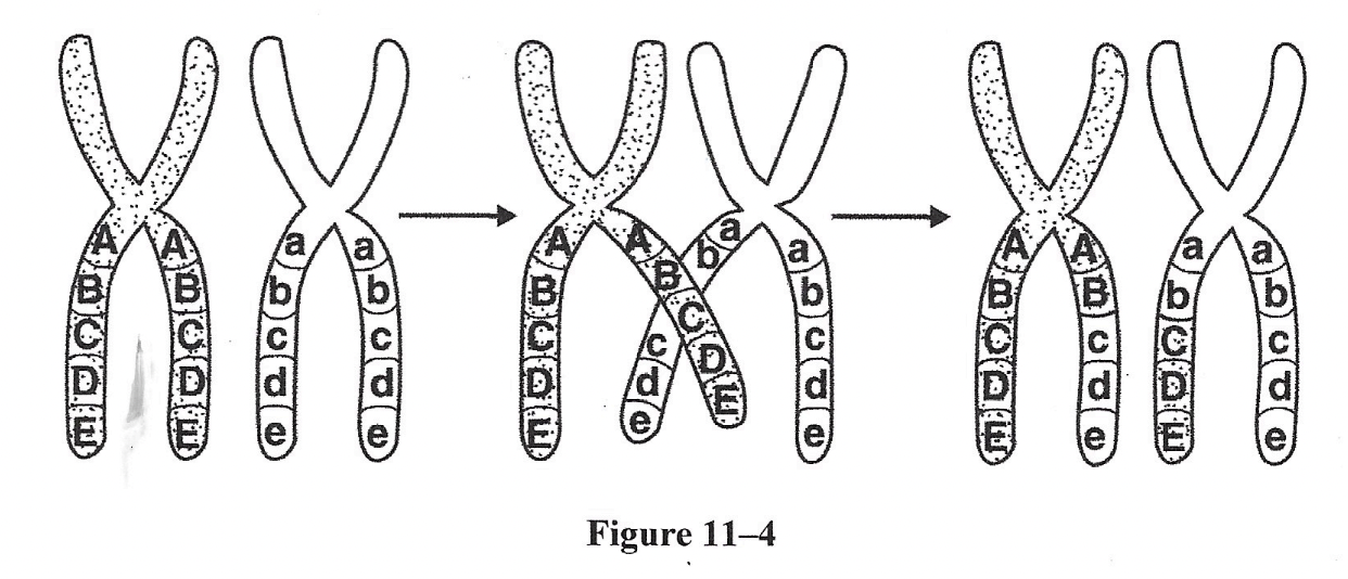 <p><span>What is shown in Figure 11-4?</span></p>