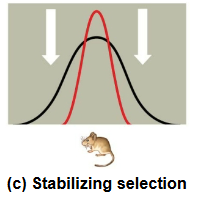 <p>favors intermediate variants and acts against extreme phenotypes</p>