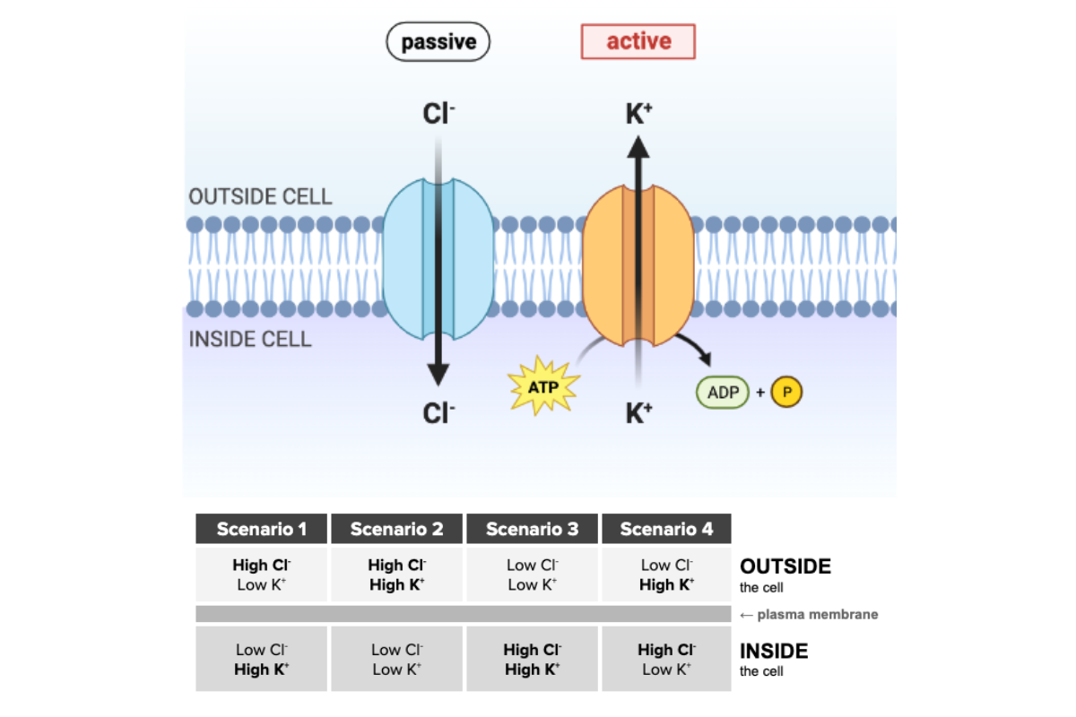 <p>Which scenario is most likely given the function of the transport proteins shown in the figure?</p><ul><li><p><span>a. Scenario 1</span></p></li><li><p><span>b. Scenario 2&nbsp;</span></p></li><li><p><span>c. Scenario 3</span></p></li><li><p><span>d. Scenario 4</span></p></li></ul><p></p>