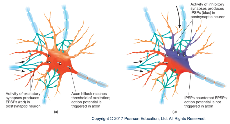 <p>summation of PSPs (excitatory and/or inhibitory) in control of neuron firing, so the neuron can decide whether to fire</p>