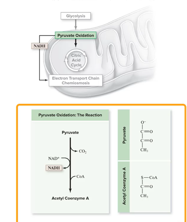 <p>Where does pyruvate oxidation occur during aerobic respiration?</p>