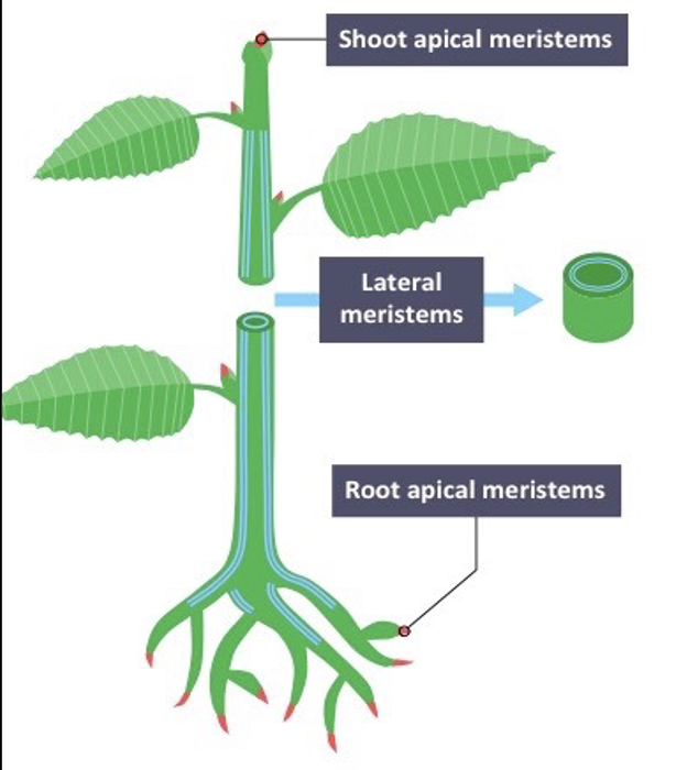 <p>increase the girth or diameter of plants. They&nbsp;are found along the sides of some roots and stems.</p>