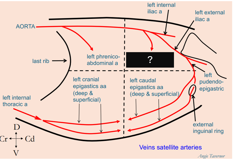 <p>What artery penetrates the caudodorsal abdominal quadrant?</p>