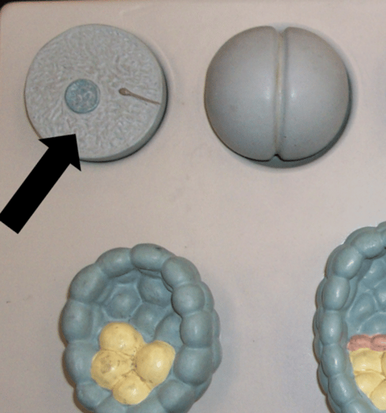 <p>Name the structure</p>