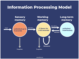 <p><span>describes how the human brain processes information, comparing it to a computer's functions-information is received, encoded, stored, and retrieved. <u>(me using flashcards to remember these terms)</u></span></p>