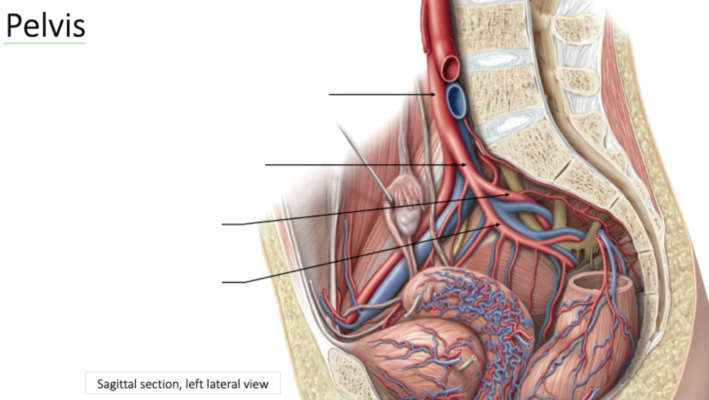 <p>Pelvis Arterial Blood Supply</p>