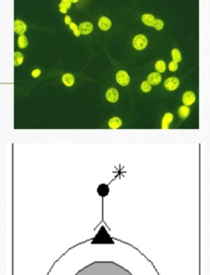 <ol><li><p>Identify </p></li><li><p>Used to …….</p></li><li><p>The serological test is visualized by using ……</p></li></ol>