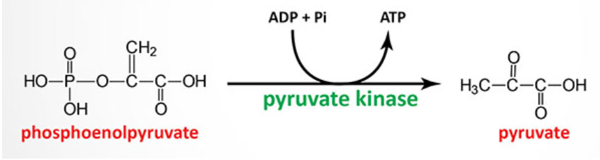 <p>Pyruvate kinase</p><p>phosphoenolpyruvate (PEP) to pyruvate</p>