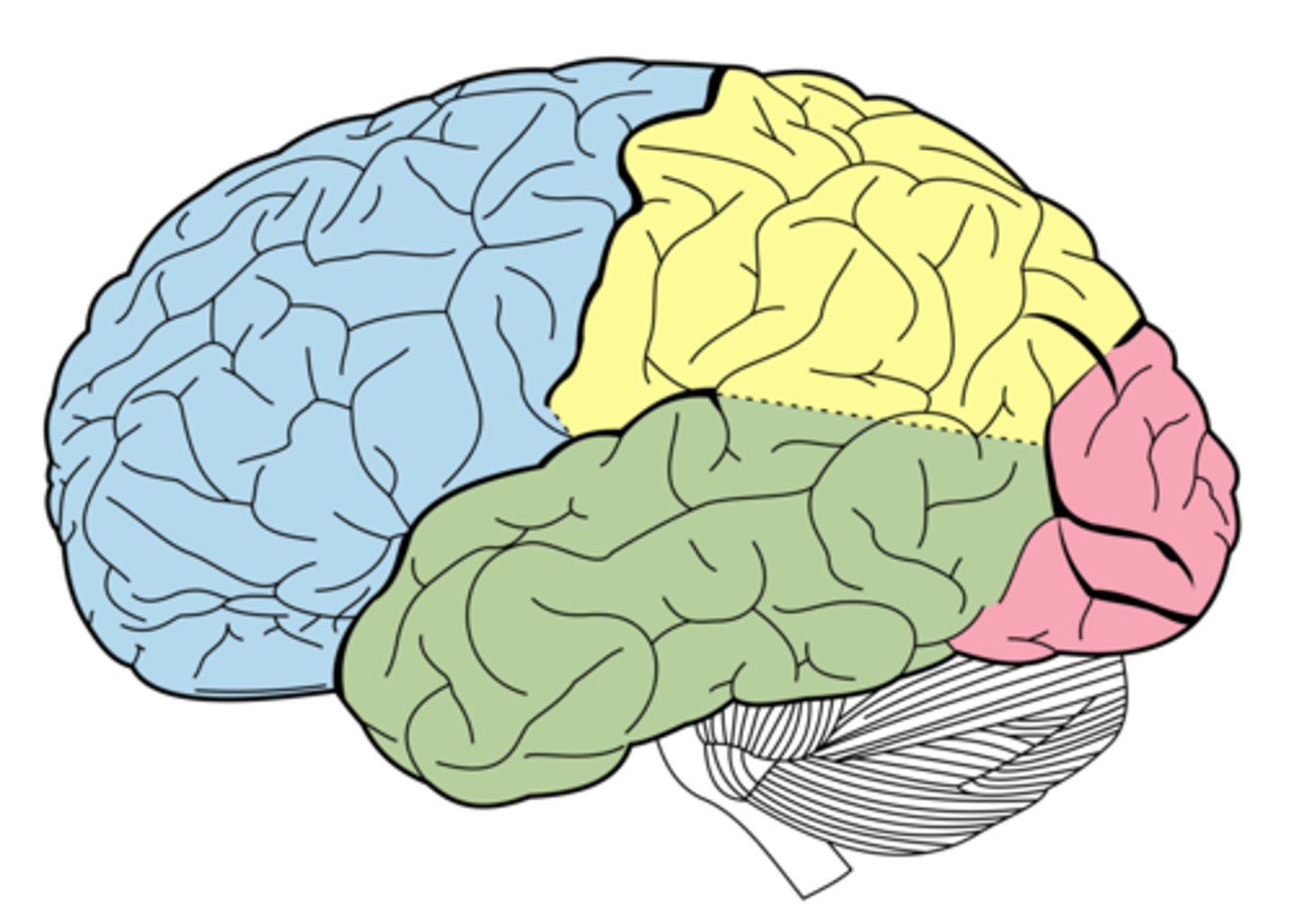 <p>This is the largest and longest lobe in each hemisphere (side of the brain). Located in the upper forward half. This area is involved with higher-order thinking such as planning for the future, problem-solving, personality, decision making, controlling emotions and speech production. Motor control is also found at the back of this lobe.</p><p>Colored blue in the diagram.</p>